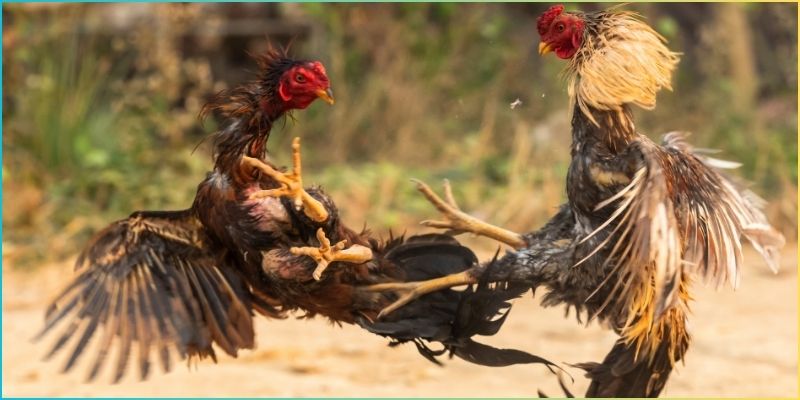 Cách chơi đá gà ăn tiền đơn giản mà ai cũng có thể tham gia