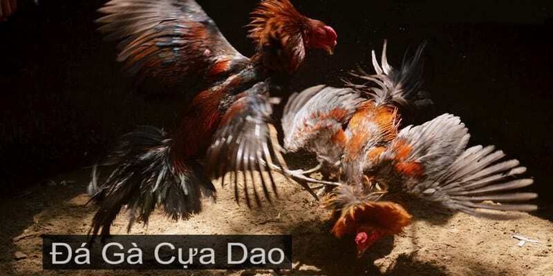 Đá gà cựa dao là trò chơi hấp dẫn của chiến kê dũng mãnh