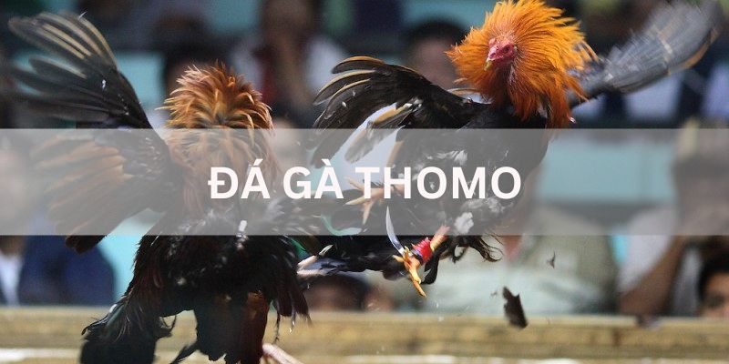 đá gà thomo c3